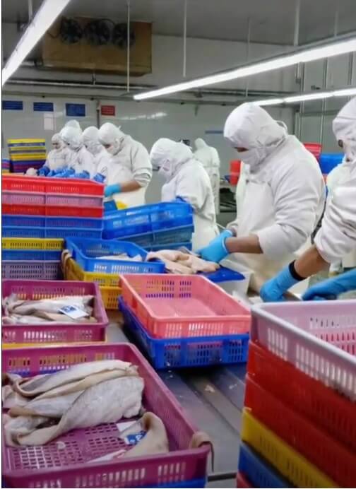 Uyghurs processing fish